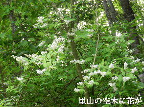 2023-05・25　里山の空木に花が・・・ (1).JPG
