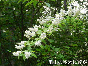2023-05・25　里山の空木に花が・・・ (2).JPG