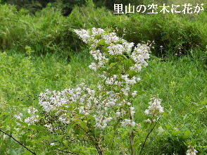 2023-05・25　里山の空木に花が・・・ (5).JPG