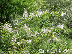 2023-05・25　里山の空木に花が・・・ (6).JPG
