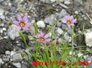 2023-05・30　里山で咲く花・・・ (2).JPG