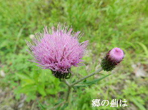 2023-05・30　里山で咲く花・・・ (4).JPG